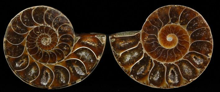 Small Desmoceras Ammonite Pair - #49846